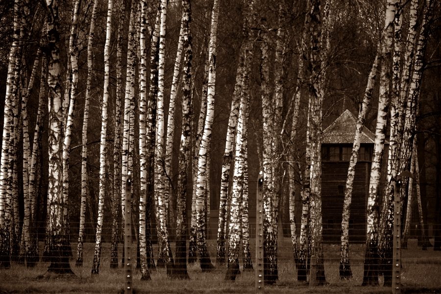 Drzewa, które widziały śmierć i… piłkę nożną