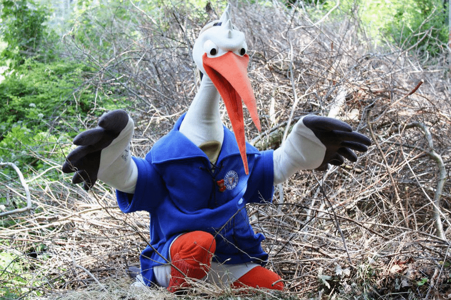 Z dalekiego kraju bociany wracają…